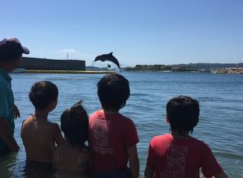 【イルカ体験】イルカのジャンプはいつも見ても目を引かれます。